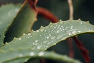 How to heal cuts fast? Use aloe vera to soothe inflammation. (Photo via Pexels/Griffin Wooldridge)